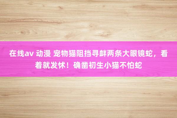 在线av 动漫 宠物猫阻挡寻衅两条大眼镜蛇，看着就发怵！确凿初生小猫不怕蛇